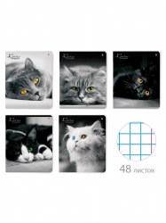 Тетрадь  48л. Альт 7-48-1019 "Кошки. Яркий взгляд" клетка, ассорти
