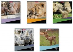 Тетради набор  48л. Полиграфика 47527 "Идиллия" клетка, ассорти /5шт/